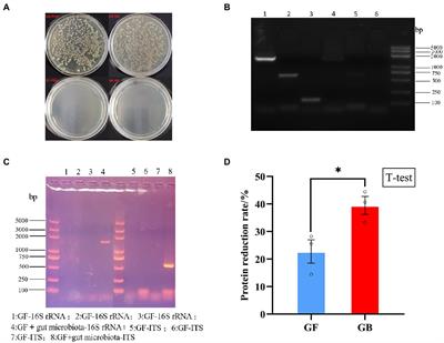 Enhanced protein degradation by black soldier fly larvae (Hermetia illucens L.) and its gut microbes